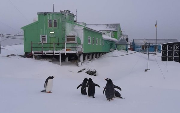В Антарктиду в разгар зимы вернулись пингвины - «В мире»