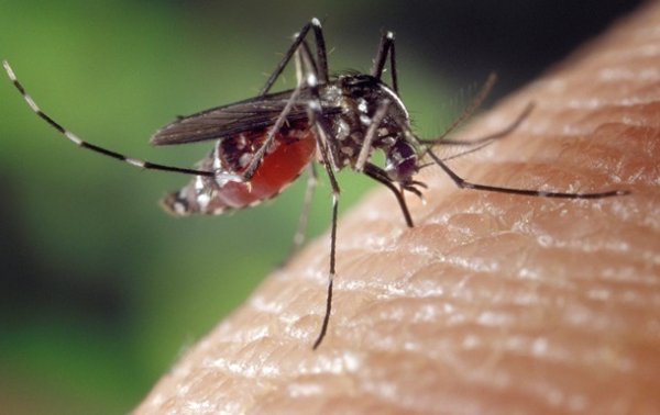 В США выпустят на волю 750 миллионов ГМО-комаров - «Наука»