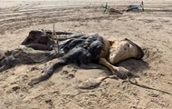 На пляже нашли 4-метровую тушу неизвестного существа - «Фото»