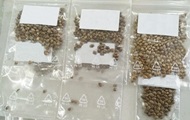В Киеве изъяли посылку с семенами каннабиса - «Фото»