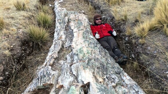 В Перу найдено дерево возрастом 10 млн лет - «Фото»