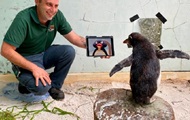 Одинокого пингвина в зоопарке развлекают мультфильмами - «Фото»