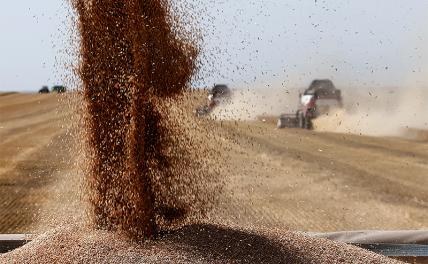 Россию спасет не нефть: Русская пшеница стала золотой - «Экономика»