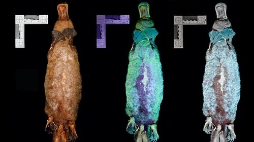 Утконосы светятся в темноте под ультрафиолетом - ученые - «Наука»