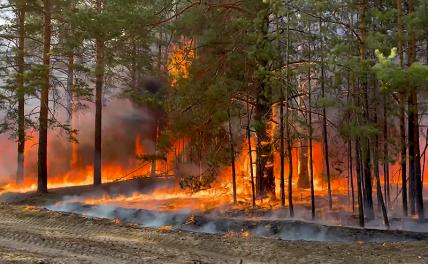 Диверсанты, чиновники или изменение климата — кто виноват, что российские леса снова горят? - «Происшествия»