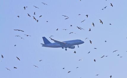 5 минут страха в небе над Иркутском: 140 пассажиров и экипаж едва не врезались в землю из-за стаи птиц - «Происшествия»