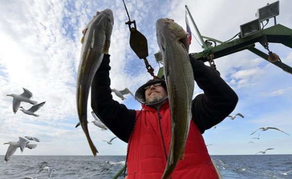 Медведев, где рыба? Вернуть треску на российские прилавки поможет «Весёлый Роджер» - «Экономика»