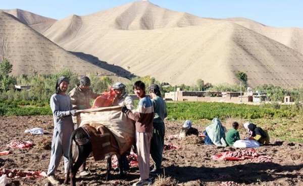 Новая миграционная политика: Не нравились узбеки с таджиками — получите талибов - «Общество»