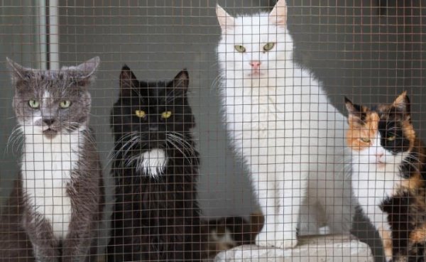 Госдума жестко ответила Матроскину: усы, лапы, хвост больше не документы - «Общество»