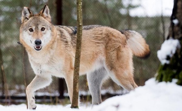 Волчий билет — в Финляндии его выписывают даже бродячим собакам, которых подозревают в верности Путину - «В мире»