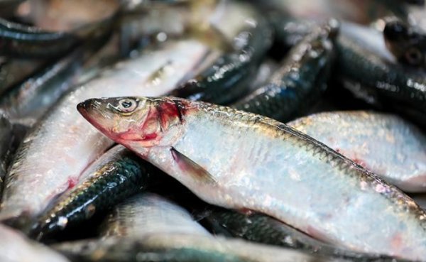 Белорусские рыбаки в ударе: За 2025 год они наловили селедки для России больше всех - «Экономика»