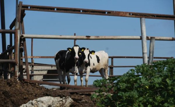 А был ли ящур, неизвестно. Но тысячи разорённых фермеров — факт - «Экономика»